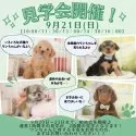 トイプードル(トイ)【静岡県・女の子・2025年7月13日・レッド】の写真2「はじめてでも安心🍀 9/20～23は《相談付見学会》！ 9/21は30頭大集合🎉」