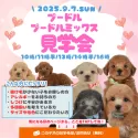 マルプー(マルチーズ×トイプードル)【静岡県・女の子・2025年5月21日・アプリコット】の写真2「30頭以上大集合！未掲載の子も参加する特別見学会🐶💕」