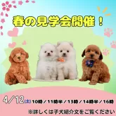 ミニチュアダックスフンド(ロング)【静岡県・女の子・2025年2月11日・シェーデッドレッド】の写真2「見学会開催🎉可愛いワンちゃんたちが待ってます💕」