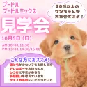 ポメラニアン【静岡県・男の子・2025年8月6日・クリーム】の写真2「10/5(日)限定🐶20頭以上のプードル/ミックスに会える見学会開催🎉」