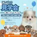 トイプードル(トイ)【静岡県・男の子・2025年4月14日・レッド】の写真2「8/30(土)🎉 約30頭の子犬が大集合！大規模見学会🐾」
