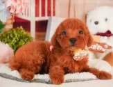 トイプードル(トイ)【静岡県・男の子・2025年3月19日・レッド】の写真3「⚠️全頭総額表示⚠️✨接種済みワクチン代、マイクロチップ代、健康診断込み✨」