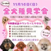 マルチーズ【静岡県・女の子・2025年7月17日・ホワイト】の写真2「🐶11/16全犬種見学会開催🐶🎉　」