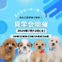 タイニープードル【静岡県・男の子・2025年4月27日・アプリコット】の写真2「🌻🐶 未来の家族と出会える夏！わんちゃん見学会開催🐾✨」