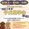 トイプードル(トイ)【静岡県・女の子・2025年6月20日・レッド】の写真2「この夏、不安ゼロで迎える準備を✨8/9〜11見学会」