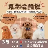 トイプードル(トイ)【静岡県・女の子・2025年1月13日・レッド】の写真2「見学会開催🎉可愛いワンちゃんたちが待ってます💕」