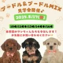ヨークシャーテリア【静岡県・男の子・2025年6月23日・スティールブルー&タン】の写真2「会える・触れる・恋に落ちる、プードルの夏祭り🎆」
