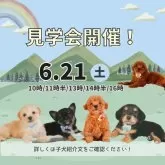 ポメラニアン【静岡県・男の子・2025年4月14日・ウルフセーブル】の写真2「迷ったら6/21！まずは見学に来てみてください☺️」
