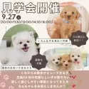 チワワ(ロング)【静岡県・男の子・2025年7月24日・パーティー】の写真2「涼しい季節にぴったり🍂9/27(土)子犬見学会で新しい家族探し🐕💞」