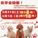 トイプードル(トイ)【静岡県・男の子・2025年4月6日・レッド】の写真2「人気犬種ぞくぞく登場！週末はふれあい見学会へGO！」