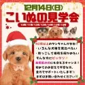 チワプー(チワワ×トイプードル)【静岡県・女の子・2025年10月7日・アプリコット】の写真2「⛄️小さな命と出会う冬🎁 12/14＊こいぬの見学会開催⛄」