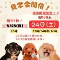 ミニチュアダックスフンド(ロング)【静岡県・女の子・2025年4月4日・シェーデッドレッド】の写真2「🌸急遽、追加開催決定！！5/24にぜひ、ご参加ください🎶」