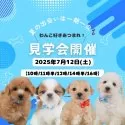 トイプードル(トイ)【静岡県・女の子・2025年3月22日・レッド】の写真2「🌻🐶 未来の家族と出会える夏！わんちゃん見学会開催🐾✨」