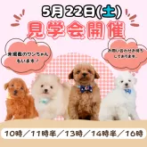 ポメラニアン【静岡県・女の子・2025年3月25日・オレンジ】の写真2「🍃5/17(土)わんちゃん見学会開催🌷見てふれて、恋しちゃう🐾とびきりの出会いが待ってます💕」