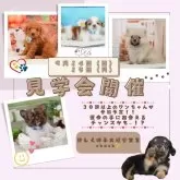 ポメラニアン【静岡県・女の子・2025年7月4日・クリームセーブル】の写真2「30頭以上の子犬たちと、未掲載のおチビちゃんにも会えるかも🐶💕」