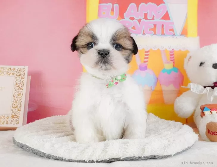 ななです。シーズーちゃん、紀州犬ちゃん❣️ シーズーななちゃんネル - YouTube