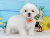 マルチーズ【静岡県・男の子・2025年6月19日・ホワイト】の写真3「⚠️全頭総額表示⚠️✨接種済みワクチン代、マイクロチップ代、健康診断込み✨」