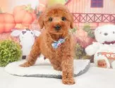 トイプードル(トイ)【静岡県・男の子・2025年5月1日・レッド】の写真3「⚠️全頭総額表示⚠️✨接種済みワクチン代、マイクロチップ代、健康診断込み✨」
