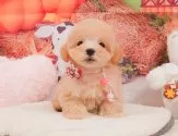 マルプー(マルチーズ×トイプードル)【静岡県・女の子・2025年3月27日・アプリコット】の写真3「⚠️全頭総額表示⚠️✨接種済みワクチン代、マイクロチップ代、健康診断込み✨」