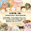 トイプードル(トイ)【静岡県・男の子・2025年9月16日・レッド】の写真4「全国から大歓迎🌈11/9は40頭以上が参加する子犬の見学会開催🎉」