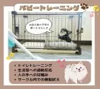マルチーズ【静岡県・男の子・2025年6月19日・ホワイト】の写真4「🌈新生活をスムーズに💛 わんちゃんもご家族も安心できるパピトレを実施中🐾」