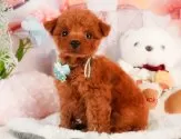 タイニープードル【静岡県・女の子・2025年3月13日・レッド】の写真5「🐾トレーニング内容🐾・サークル内でのトイレトレーニング・甘嚙み・無駄吠え・生活音への慣れ」