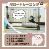 トイプードル(トイ)【静岡県・女の子・2025年7月13日・レッド】の写真4「🌈新生活をスムーズに💛 わんちゃんもご家族も安心できるパピトレを実施中🐾」