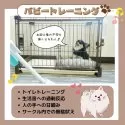 トイプードル(トイ)【静岡県・男の子・2025年5月1日・レッド】の写真4「💪パピートレーニング実施中🐶お迎え後も安心できるよう日々特訓しております🎶」