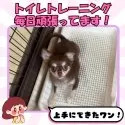 チワワ(ロング)【静岡県・女の子・2025年8月14日・チョコレートタン】の写真4「🌈新生活をスムーズに💛 わんちゃんもご家族も安心できるパピトレを実施中🐾」