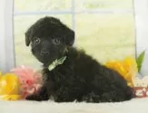 トイプードル(トイ)【静岡県・女の子・2025年8月15日・ブラック】の写真5「🐾トレーニング内容🐾・サークル内でのトイレトレーニング・甘嚙み・無駄吠え・生活音への慣れ」