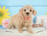 マルプー(マルチーズ×トイプードル)【静岡県・女の子・2025年5月31日・アプリコット】の写真5「🐾トレーニング内容🐾・サークル内でのトイレトレーニング・甘嚙み・無駄吠え・生活音への慣れ」