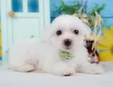 マルチーズ【静岡県・男の子・2025年6月19日・ホワイト】の写真5「🐾トレーニング内容🐾・サークル内でのトイレトレーニング・甘嚙み・無駄吠え・生活音への慣れ」