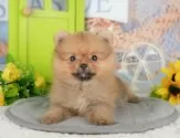 ポメラニアン【静岡県・女の子・2025年6月30日・オレンジセーブル】の写真5「🐾トレーニング内容🐾・サークル内でのトイレトレーニング・甘嚙み・無駄吠え・生活音への慣れ」