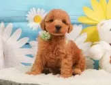 トイプードル(トイ)【静岡県・男の子・2025年4月14日・レッド】の写真6「🐾トレーニング内容🐾・サークル内でのトイレトレーニング・甘嚙み・無駄吠え・生活音への慣れ」