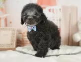 トイプードル(トイ)【静岡県・男の子・2025年7月3日・シルバー】の写真5「🐾トレーニング内容🐾・サークル内でのトイレトレーニング・甘嚙み・無駄吠え・生活音への慣れ」