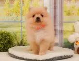 ポメラニアン【静岡県・女の子・2025年4月5日・クリーム】の写真5「🐾トレーニング内容🐾・サークル内でのトイレトレーニング・甘嚙み・無駄吠え・生活音への慣れ」