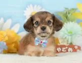 チワックス(チワワ×ダックスフンド)【静岡県・男の子・2025年8月24日・シェーデッドレッド】の写真5「🐾トレーニング内容🐾・サークル内でのトイレトレーニング・甘嚙み・無駄吠え・生活音への慣れ」