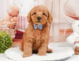 トイプードル(トイ)【静岡県・女の子・2025年5月3日・レッド】の写真5「🐾トレーニング内容🐾・サークル内でのトイレトレーニング・甘嚙み・無駄吠え・生活音への慣れ」