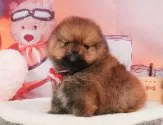 ポメラニアン【静岡県・男の子・2025年4月1日・オレンジセーブル】の写真5「🐾トレーニング内容🐾・サークル内でのトイレトレーニング・甘嚙み・無駄吠え・生活音への慣れ」