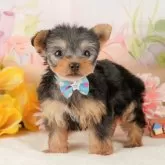 ヨークシャーテリア【静岡県・女の子・2025年9月26日・スティールブルー&タン】の写真5「🐾トレーニング内容🐾・サークル内でのトイレトレーニング・甘嚙み・無駄吠え・生活音への慣れ」