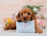 コッカープープー(コッカープー×プードル)【静岡県・男の子・2025年3月26日・アプリコット】の写真10「🐶複数頭見学もOK🐶一回の見学で兄弟や他のワンちゃんも見学できます🎶」