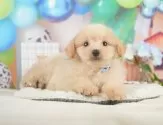 ポメプー(ポメラニアン×トイプードル)【静岡県・男の子・2025年5月23日・クリーム】の写真7「見学したその日のお迎えもOK！」