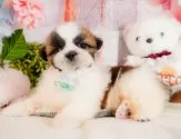 シーズー【静岡県・男の子・2025年3月4日・ホワイト&ゴールド】の写真7「見学したその日のお迎えもOK！」