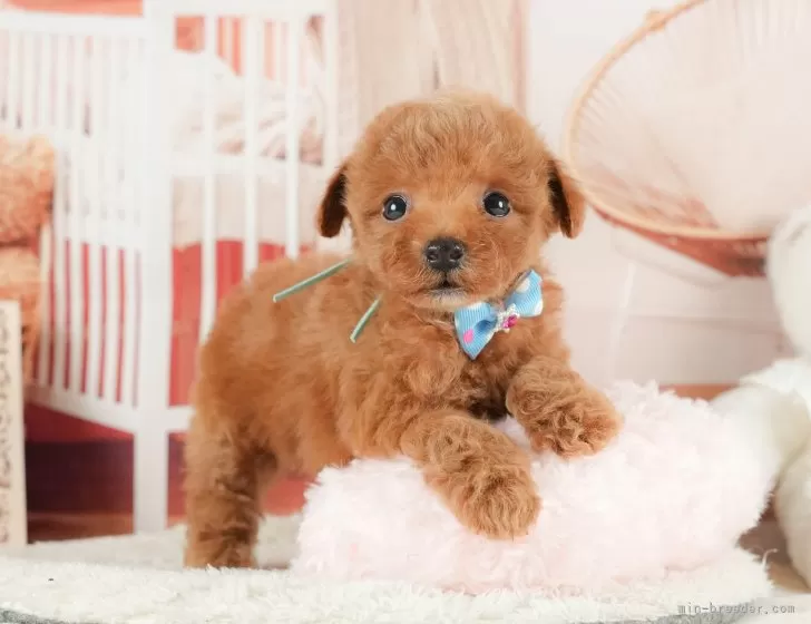 たまにオリジナルトイプードル産みます。 トイプードル【静岡県・女の子・2025年8月6日・レッド】🐶10/5