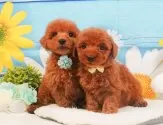 トイプードル(トイ)【静岡県・男の子・2025年4月6日・レッド】の写真9「きょうだいちゃんです💛」