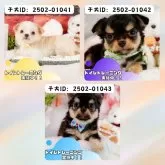 チワワ(ロング)【静岡県・男の子・2024年12月21日・クリーム&ホワイト】の写真9「きょうだいちゃんです💛」