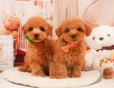トイプードル(トイ)【静岡県・女の子・2025年4月6日・レッド】の写真9「きょうだいちゃんです💛」