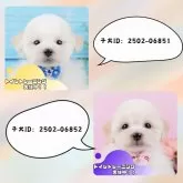 ビションプープー(トイプードル×ビションプー)【静岡県・女の子・2025年1月9日・クリーム】の写真9「きょうだいちゃんです💛」