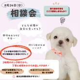 トイプードル(トイ)【静岡県・男の子・2025年3月22日・レッド】の写真3「飼う前の不安を解消！8/24(日)わんちゃん相談会✨」