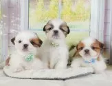シーズー【静岡県・男の子・2025年5月19日・ゴールド&ホワイト】の写真8「きょうだいちゃんです💛」